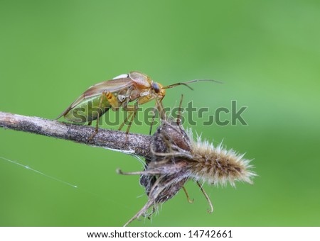 Bedbug sits on a branch