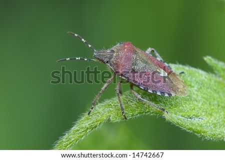 Bedbug sits on a leaf. Insecta / Hemiptera / Pentatomidae /Dolycoris baccarum
