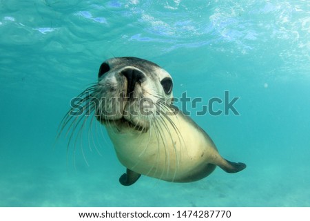 Australian Sea Lion. Underwater photo Royalty-Free Stock Photo #1474287770