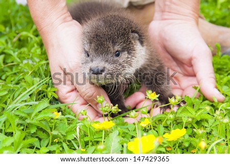 Orphaned Eurasian otter (Lutra lutra) baby in a wildlife rescue center