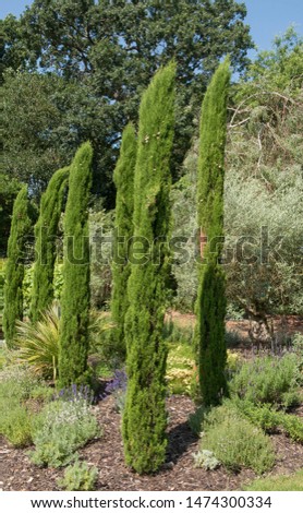 Bright Green Summer Foliage of an Italian Cypress Tree (Cupressus sempervirens 'Totem Pole') in a Mediterranean Style Garden in Rural Surrey, England, UK Royalty-Free Stock Photo #1474300334