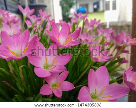 Pink Lily flowers Bloomed near neighborhood in garden, the green leaves of it also seen in picture. these flowers are used for bookey to present someone special.