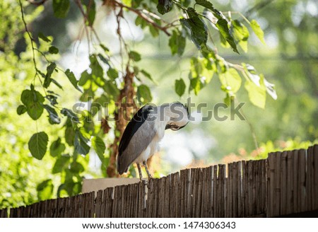 Night heron on a branch. Bird with red eyes. 
