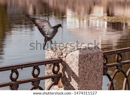 A dove takes off from the fence of the promenade against the backdrop of the bay