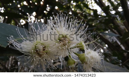 collection of guava flowers that are blooming in the sun - image