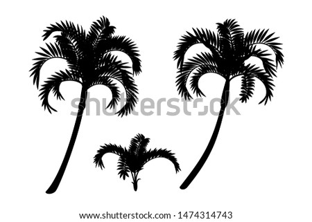 vector hand drawn plant clip art betel palm tree