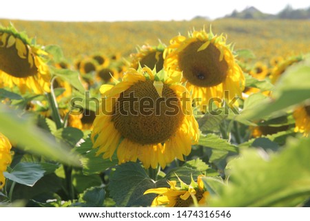 sunflower field sunset close up
