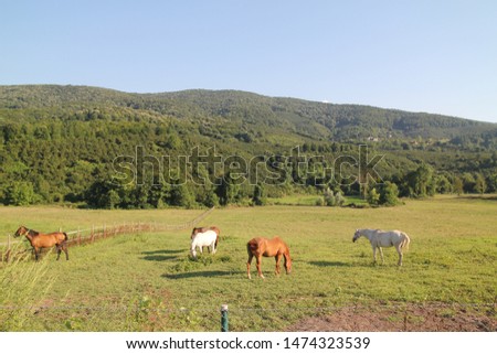 horses in the meadow  grass and tree