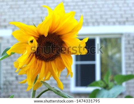  Sunflower on background of window 