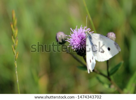  Butterfly & flower on background of grass