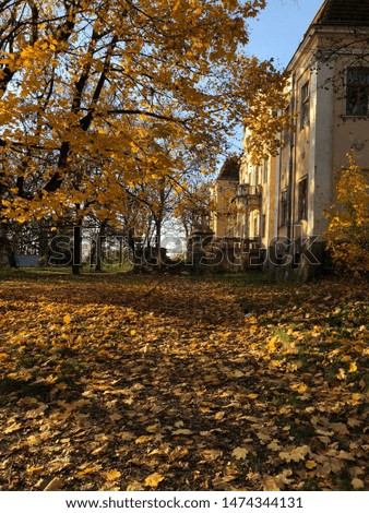 Autumn photography. A lot of yellow leaves. Old castle. 