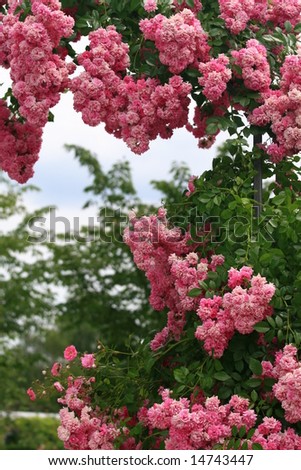 roses garden Royalty-Free Stock Photo #14743447