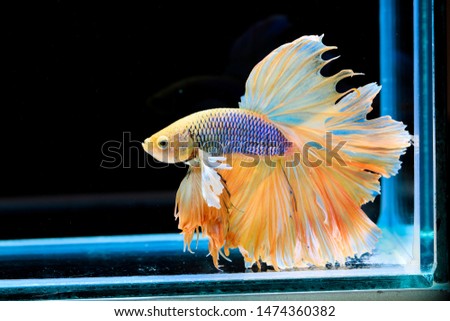 Colourful Betta fish,Siamese fighting fish in movement isolated on black background. Capture the moving moment of colourful siamese fighting fish isolated on black background.