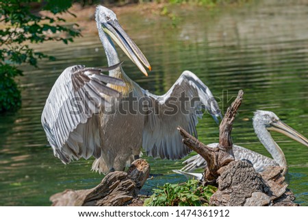 Magnificent and photogenic dalmatian pelicans at a small lake in Germany at Summer time and sunny day