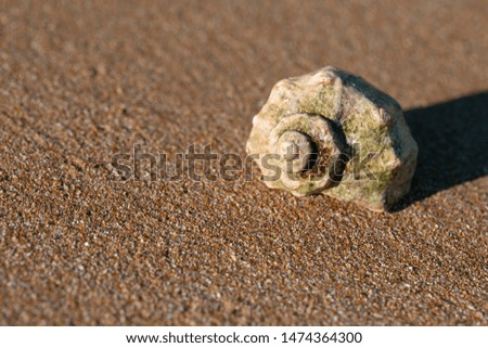 Colorful close-up picture of wet sea shell on wet sand. Sandy beach vacation background.  Natural sea closeup. Tourism and travel themed. 