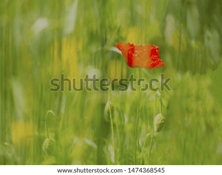 poppy flower in nature, summer day