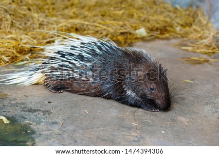 Large Porcupine, Common Porcupine, East Asian Porcupine.
Close up of a big porcupine is relaxing with concrete and wheat straw in the background 