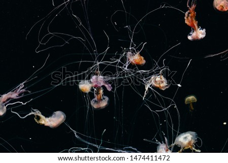 Blurred picture of glowing jellyfishes in aquarium with dark background. 