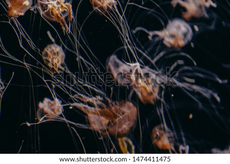 Blurred picture of glowing jellyfishes in aquarium with dark background. 