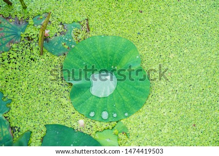 lotus leaf background with water drops