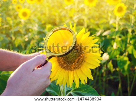 The food scientist checks the sunflower for chemicals and pesticides. Crop quality. Sunflower oil and biofuel. Eco-friendly products. Pomology. Agriculture and farming. GMO test. Selective focus Royalty-Free Stock Photo #1474438904