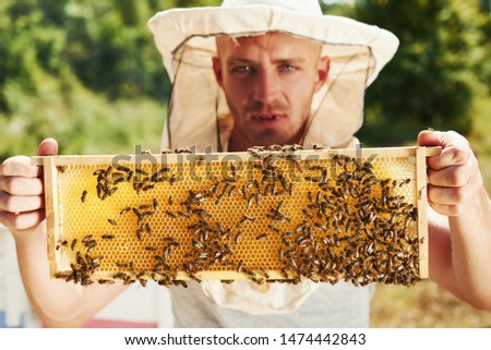Looks straight forward. Beekeeper works with honeycomb full of bees outdoors at sunny day.