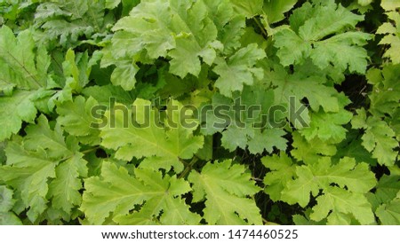 Large leaves of hogweed. Plant that shoots acid.