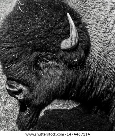 Black & White Picture of a Bison.