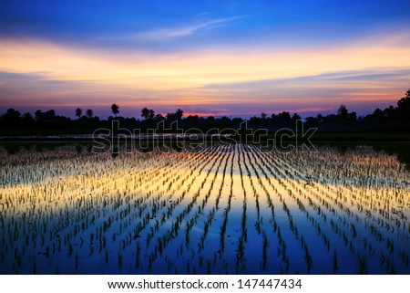 Twilight sunset background over green rice farm landscape