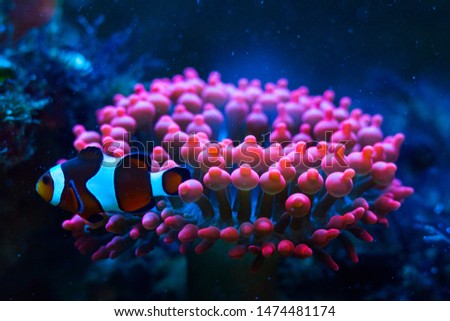 this Amphiprion percula love his Anemone Coral