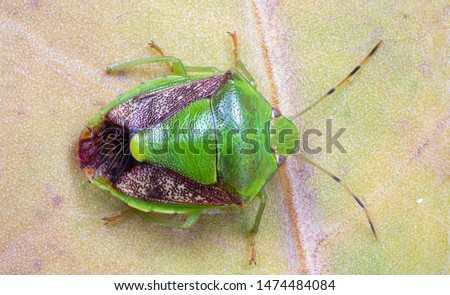 Green stink bugs on green leaf from extreme macro photography 