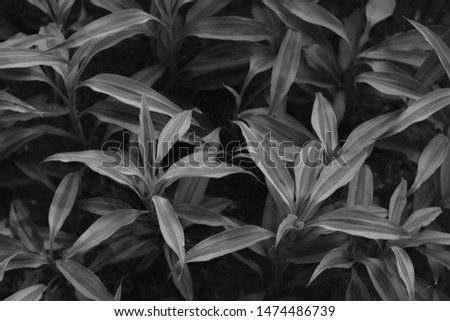 The natural texture of plants planted in black and white form - image