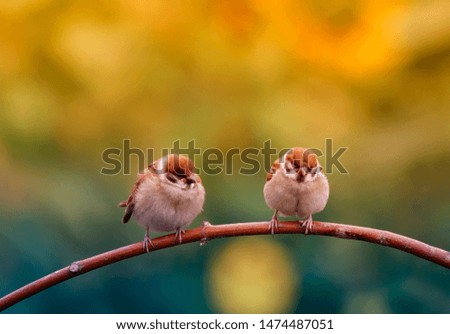 two funny little chubby Sparrow Chicks sitting on a branch in a Sunny summer garden on a background of bright yellow flowers
