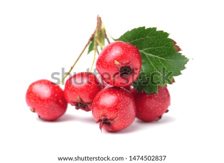 Hawthorn berries with leaves isolated on white, close-up stock photo