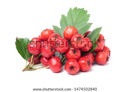 Hawthorn berries with leaves isolated on white, close-up stock photo