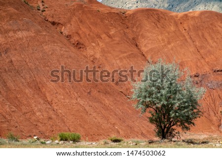 Red slope and green tree in anatolia,turkey