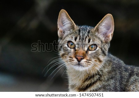 A striped cat portrait with dark background