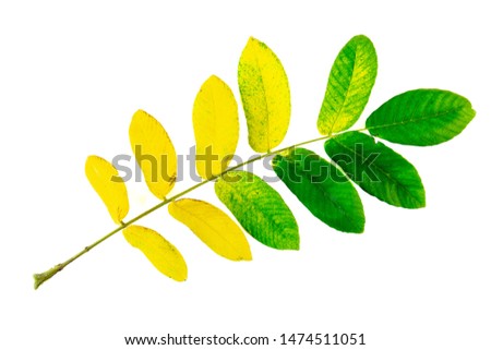 Yellow and golden to green gradient wallnut leaf at autumn isolated on white background