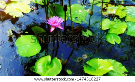 Image of pink lotus in the water