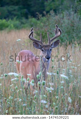 White-tailed deer buck in the early morning light with velvet antlers in summer in Canada