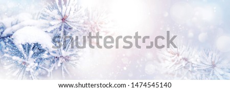 Winter christmas natural background. Pine branches in the snow in a beautiful snowy forest. Banner format. Copy space. Winter wonderland.