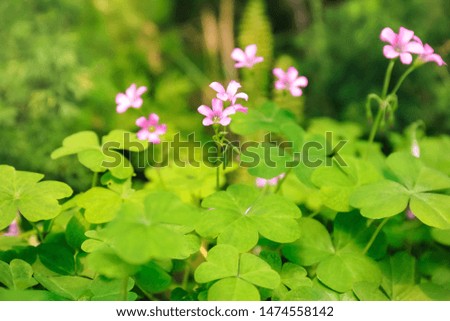 Beautiful green plants growing outdoors