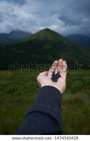 black berries in hand in the mountains