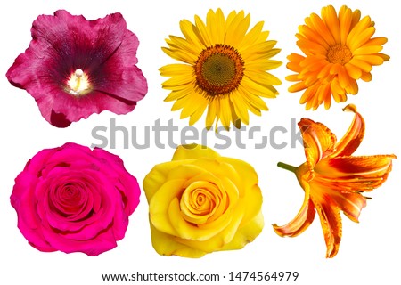 Collection of different flowers on a transparent background. Roses, calendula, lily. sunflower.
