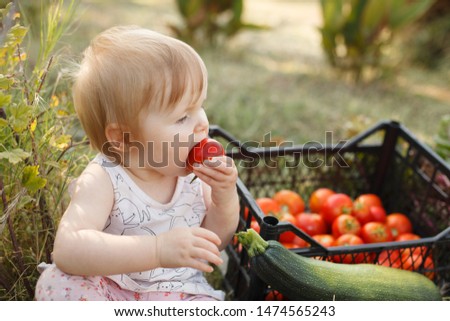 little child girl harvests vegetables in the garden . A small vegetarian child eats tomatoes. Royalty-Free Stock Photo #1474565243