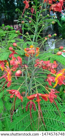 Flora and fauna of Bangladesh. Flowers in Bangladesh.