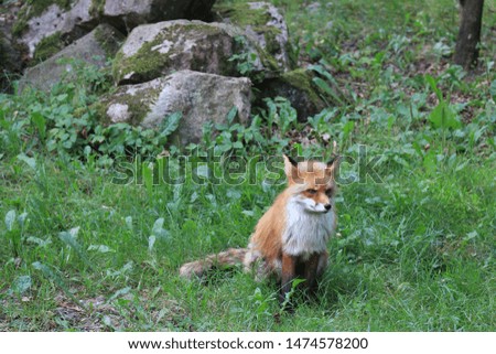 red fox is sitting and resting in the grass