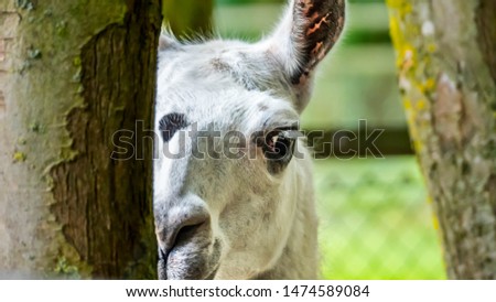 Funny close-up of a llama