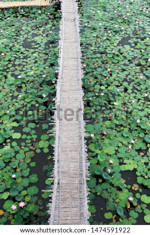 Walkway on broad of lotus pond.