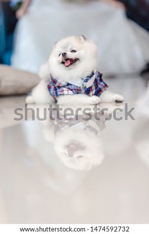 Pomeranian dog smiling in the studio. pomeranian puppy portrait